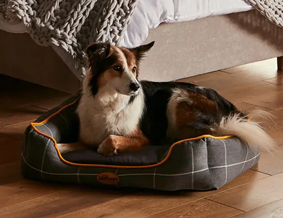 Border collie dog on a pet bed
