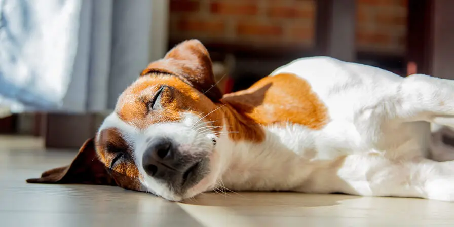 Sleeping dog facts