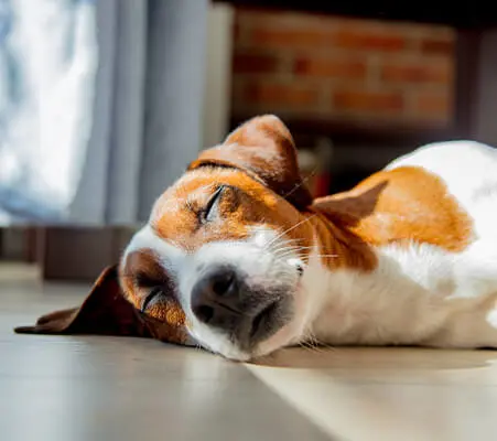 Sleeping dog facts