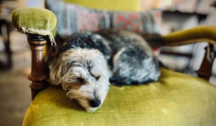 Dog sleeping on a chair